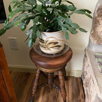 Piano bench with eagle foot feet $75 

Plant $15 SOLD 