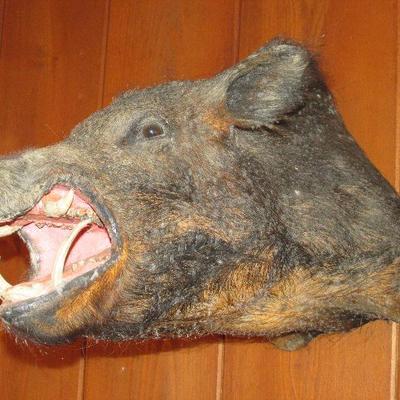 Vintage taxidermy