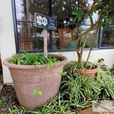 2 Planters - Large and Medium Sized