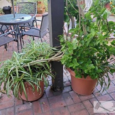 Approx 12 Planters with Plants > Planters measure approx from 10x11 to 30x19. Tallest plant is 93" widest plant measures approx...