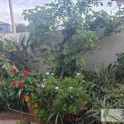 Approximately 15 Planters and Plants apprize sizes between 14x17,8x9, Tallest is 72" smallest plant is 12"