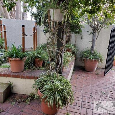 Approx 12 Planters and Plants measures approx: 9x7, too 25x22. Tallest plant is approx 103"