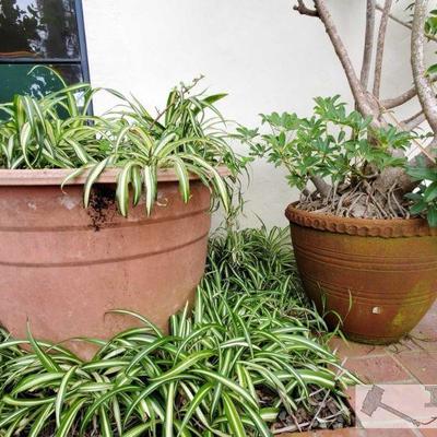 2 Planters - Large and Medium Sized