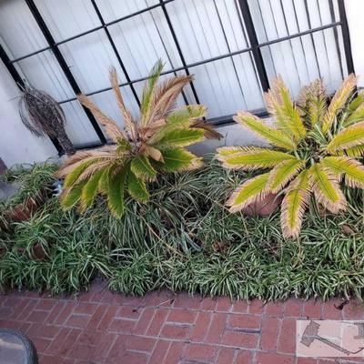 Approx 12 Planters with Plants > Planters measure approx from 10x11 to 30x19. Tallest plant is 93" widest plant measures approx...