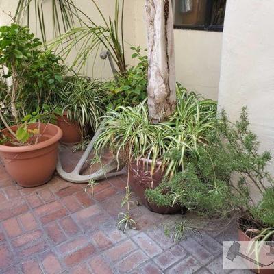 9 Planters with Plants and Anchor