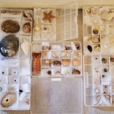 Collection of Seashells
Collection of Seashells