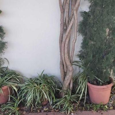 8 Planters sizes are between, 15x147, 8x7. tallest plant is 75" smallest is 16"