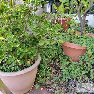 3 Planters
Measurements range from " x 11" - 22" x 16"