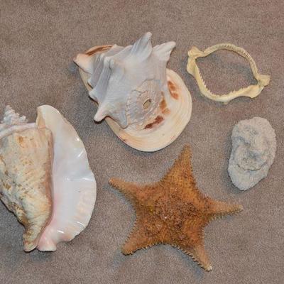 #68 Lot of 5 Sea Shells & Shark Jaw $30