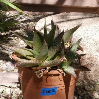 *PRESALE #50 - Lot of 3 Aloe Vera Plants in Decorative Pots ($70)