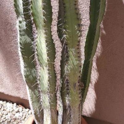*PRESALE* #15 - Night Blooming Cereus Cactus In Pot, 7' Tall, In Good Health, Needs To Be Transplanted ($75)
