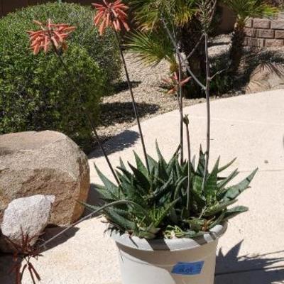 *PRESALE #50 - Lot of 3 Aloe Vera Plants in Decorative Pots ($70)