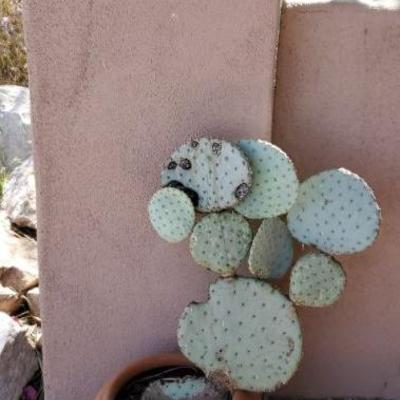 *PRESALE #51 - Prickly Pear Cactus in Terracotta Pot ($20)
