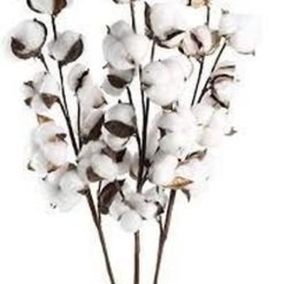 22in Cotton Stems Dried