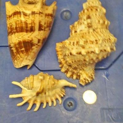 https://www.ebay.com/itm/124135513014 BOX070Q: LOT OF THREE SEA SHELLS $20.00