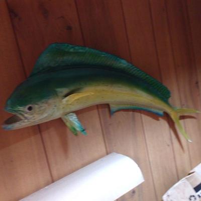 Saltwater Dolphin Fish. Nice Color $185.