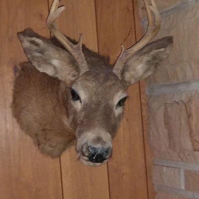 Mule Deer  Head mount 8 Point Antler. $245.