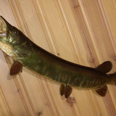 Wisconsin Muskie (2)  Your Choice $145. Each