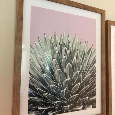 Cactus photograph $28 