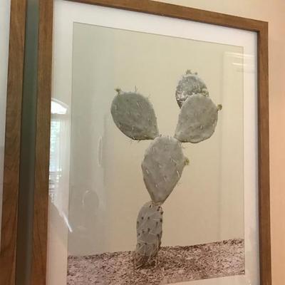 Cactus photograph $28 
