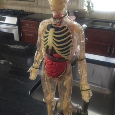 Vintage Translucent Anatomical Human on Stand 15