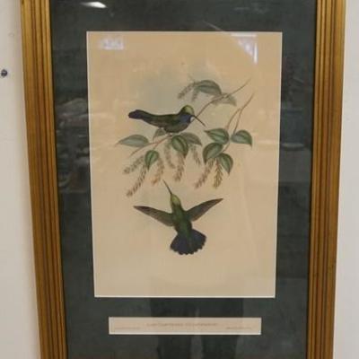 1056	GOULD & RICHTER HUMMINGBIRD PRINT, NICELY FRAMED & MATTED, INFO ON THE REVERSE, OVERALL DIMENSIONS INCLUDING FRAME,  19 1/4 IN X 27...