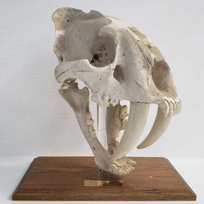 2401	

Saber Tooth Cat
Measures Approx 13