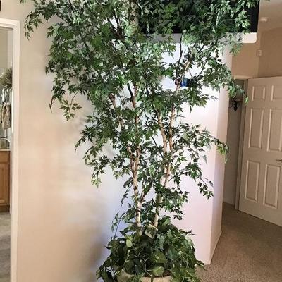 Silk tree $25