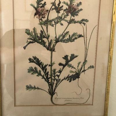 PR1061 https://www.ebay.com/itm/124267546336 PR1061: 19th C Hand Colored Engraving Nicholas Robert Botanical Still Life Print Auction...