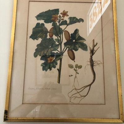 PR1062 https://www.ebay.com/itm/114314526003 PR1062: 19th Hans Painted cucumis fyluestris asininus dictus   Still Life PRint Auction...
