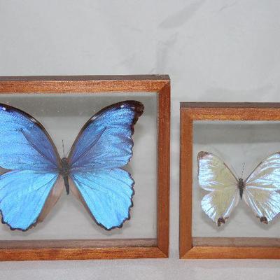 - "Blue Aega  Morpho" Paraguay Real 5" Butterfly                                                                    -...