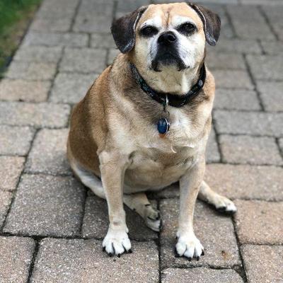This is Tessa. She will be 12 years old on Monday, August 24, 2020. Tessa is not for sale but you can come wish her Happy Birthday if you...