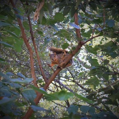 This little guy talked to me and hung in the branches over my head the entire time I was taking pictures in the shed.  He seemed to like...