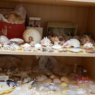 576	
Sea Shell Collection
Sea Shell Collection