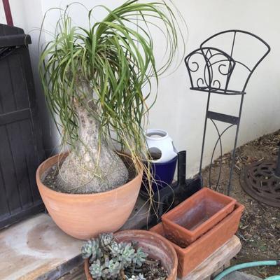 Some real plants 