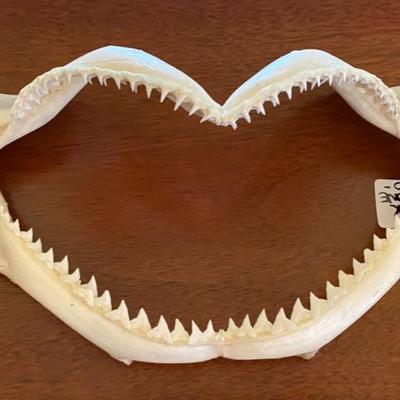 Shark Jaw Bone