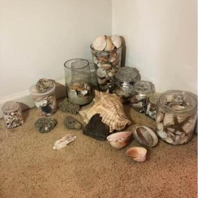 Decorative Seashells