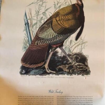 John J. Audubon Prints