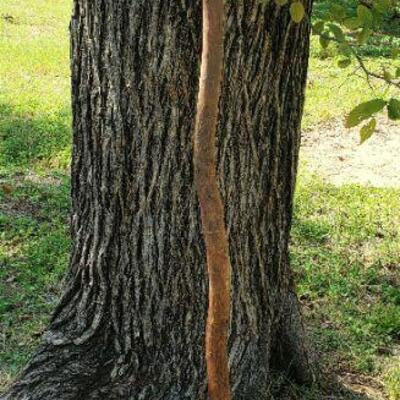 Walking Stick