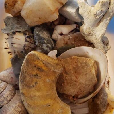 Sea Shells/Fossil