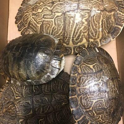 Turtle Shells