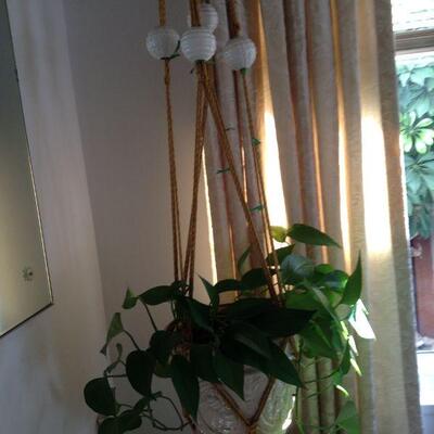 MacramÃ© hanger with philodendron