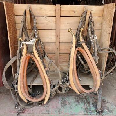 306	

Draft Horse Harness for a Team with Collars
Set of Draft Horse Harness for a Team with Collars.
Ready to hook up a team with Silver...