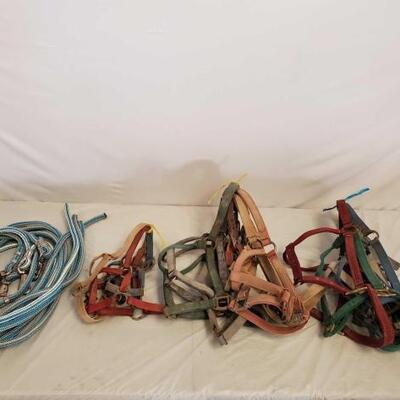 537	

Lot of Nylon Webbed Horse Halters, Foal/Standard/Large Sizes and Lead Ropes
Great mix of Nylon Webbed Halters and Lead Ropes...