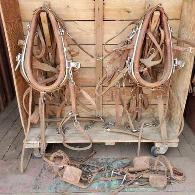 305	

Double Complete New Harness Leather Horse Size Harness with Bridles and Collars
Double Complete New Harness Leather Horse Size...