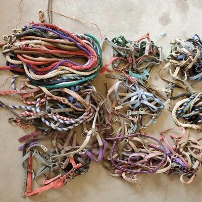 454	

Large Lot of Webbed Halters and Lead Ropes
Large Lot of Webbed Halters and Lead Ropes
Too many to count !!