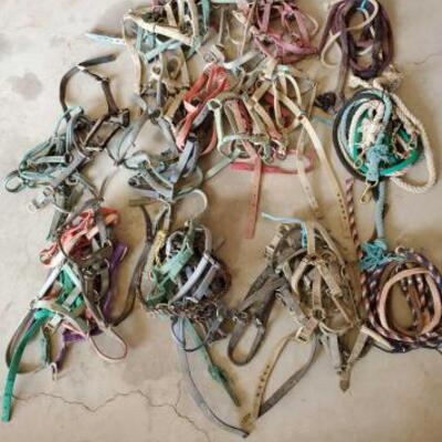 453	

Large Lot of Webbed Halters and Lead Ropes too many to count !!
Large Lot of Webbed Halters and Lead Ropes
Too many to count !!