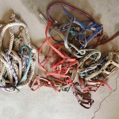 450	

Bundles of Foal and Baby Halters and Lead Ropes
Bundles of Foal and Baby Halters and Lead Ropes