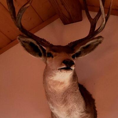 9 point Buck head, excellent condition