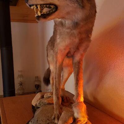 Taxidermy Coyote